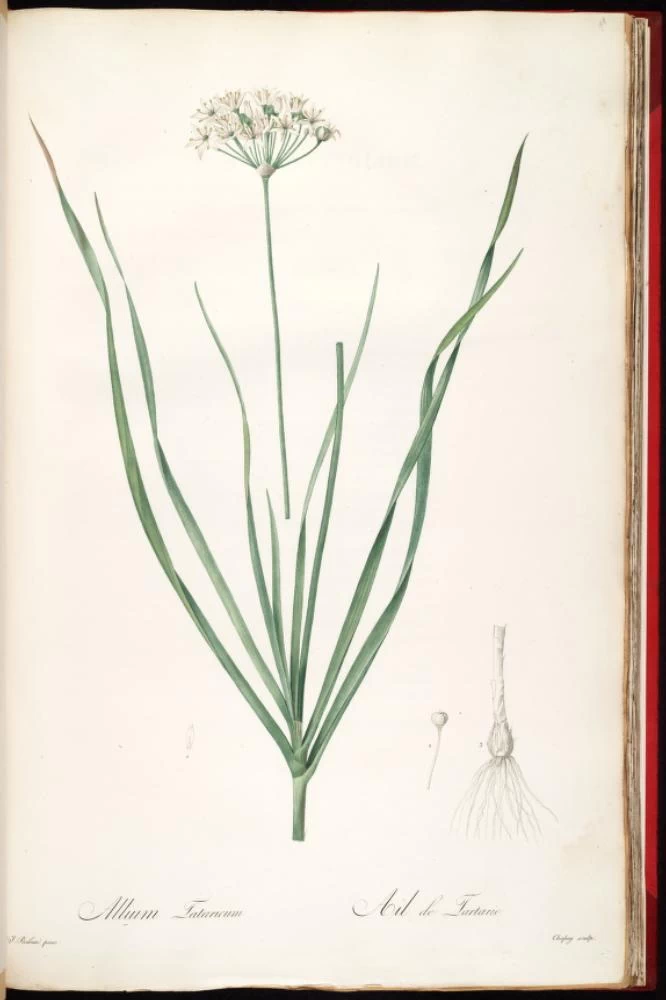 Allium tataricum
